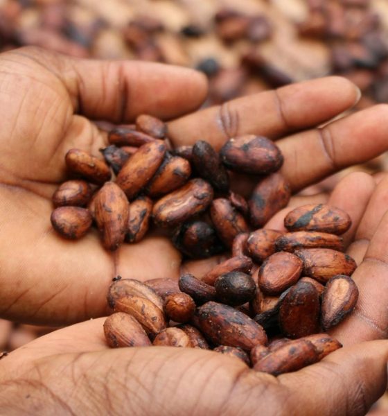 Tracking cocoa may be just the beginning for PwC, Merck, Hashgraph provenance system