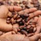 Tracking cocoa may be just the beginning for PwC, Merck, Hashgraph provenance system