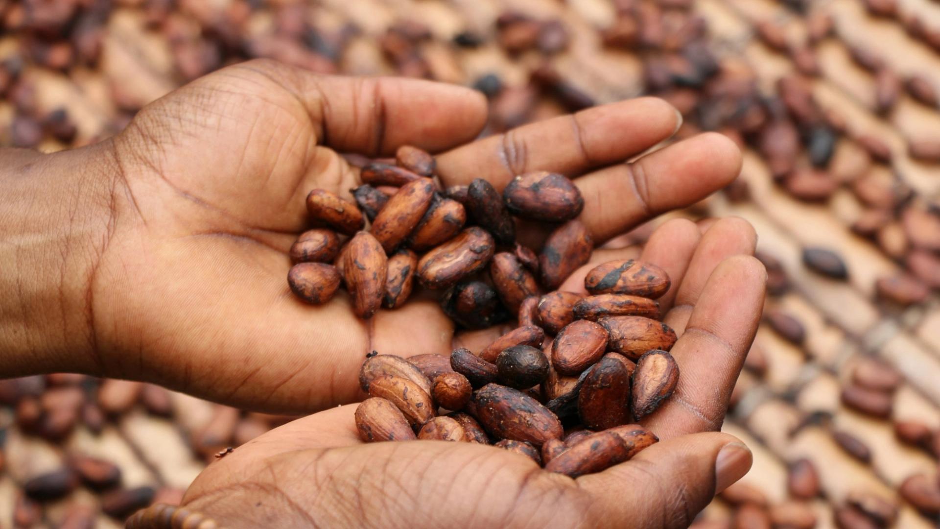 Tracking cocoa may be just the beginning for PwC, Merck, Hashgraph provenance system