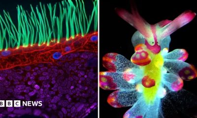 Split screen of a colourful tiny hair-like structures (L), and a colourful slug (R)