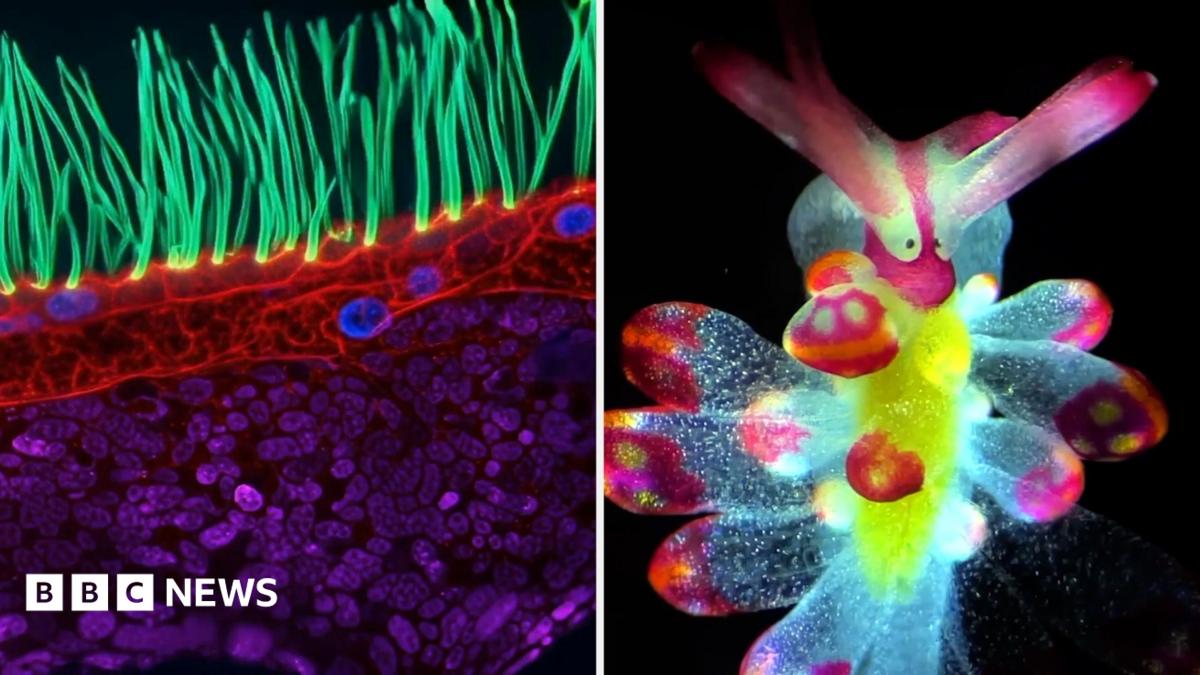 Split screen of a colourful tiny hair-like structures (L), and a colourful slug (R)