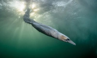 Winners of Bird Photographer of the Year announced