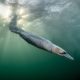 Winners of Bird Photographer of the Year announced