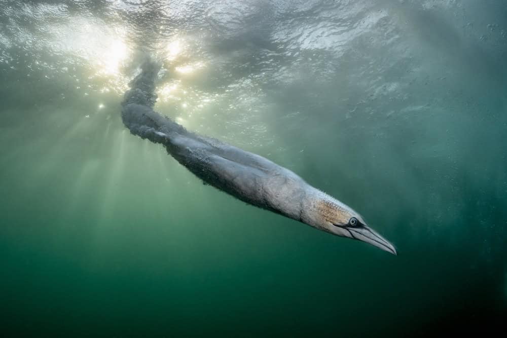 Winners of Bird Photographer of the Year announced
