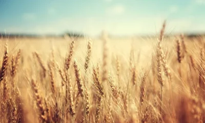 WK Kellogg supports regen ag program in UK