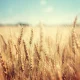 WK Kellogg supports regen ag program in UK