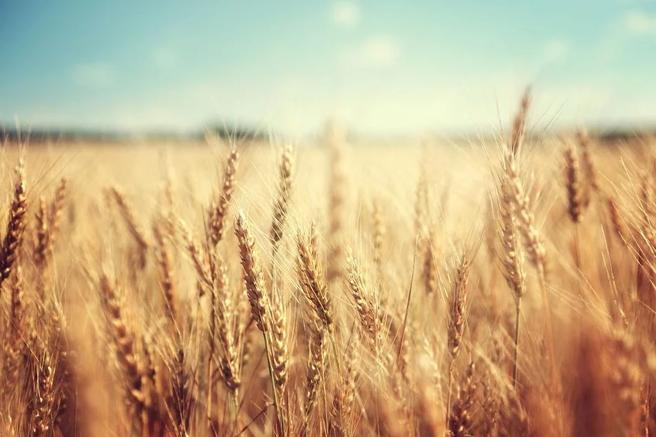 WK Kellogg supports regen ag program in UK