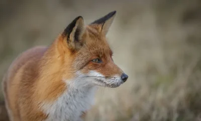 Labour can finish the job on fox hunting