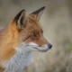 Labour can finish the job on fox hunting