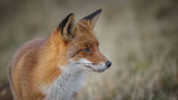 Labour can finish the job on fox hunting