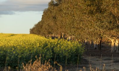 Agriculture worth $44bn to WA economy, Newdegate report finds