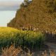 Agriculture worth $44bn to WA economy, Newdegate report finds