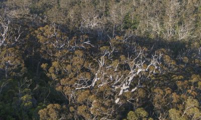 WA government's plantation timber estate grows to $125m