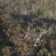 WA government's plantation timber estate grows to $125m