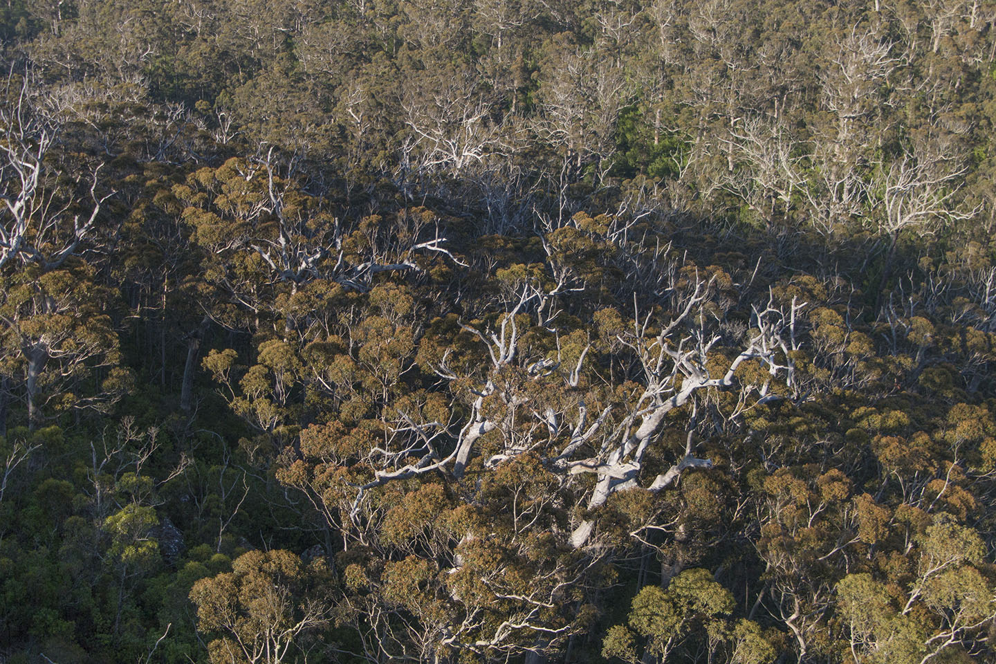 WA government's plantation timber estate grows to $125m