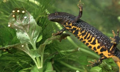 Will the discovery of newts and bats block the Piddington asylum camp?