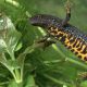 Will the discovery of newts and bats block the Piddington asylum camp?