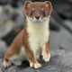 How Rogue AI Could Act Like an Invasive Species