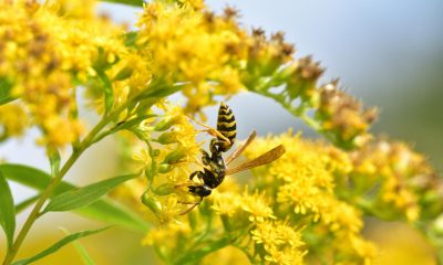 7 Fall Yard Habits That Help Pollinators Survive Winter