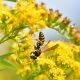 7 Fall Yard Habits That Help Pollinators Survive Winter