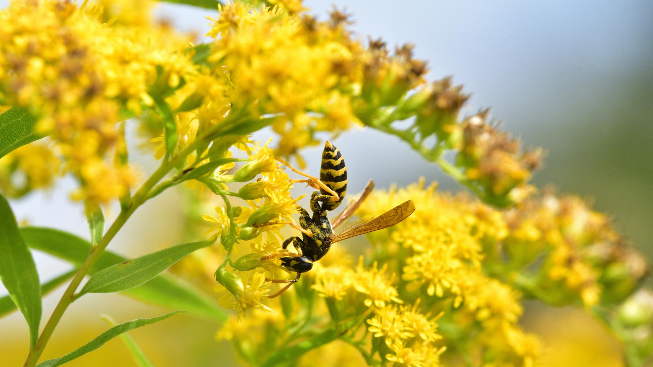 7 Fall Yard Habits That Help Pollinators Survive Winter