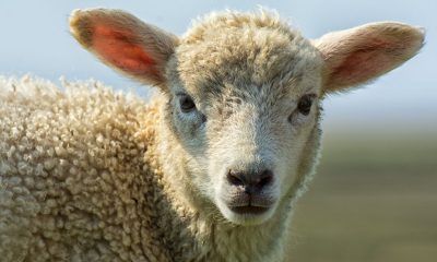 Opinion: The story behind rising red meat costs