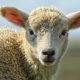 Opinion: The story behind rising red meat costs