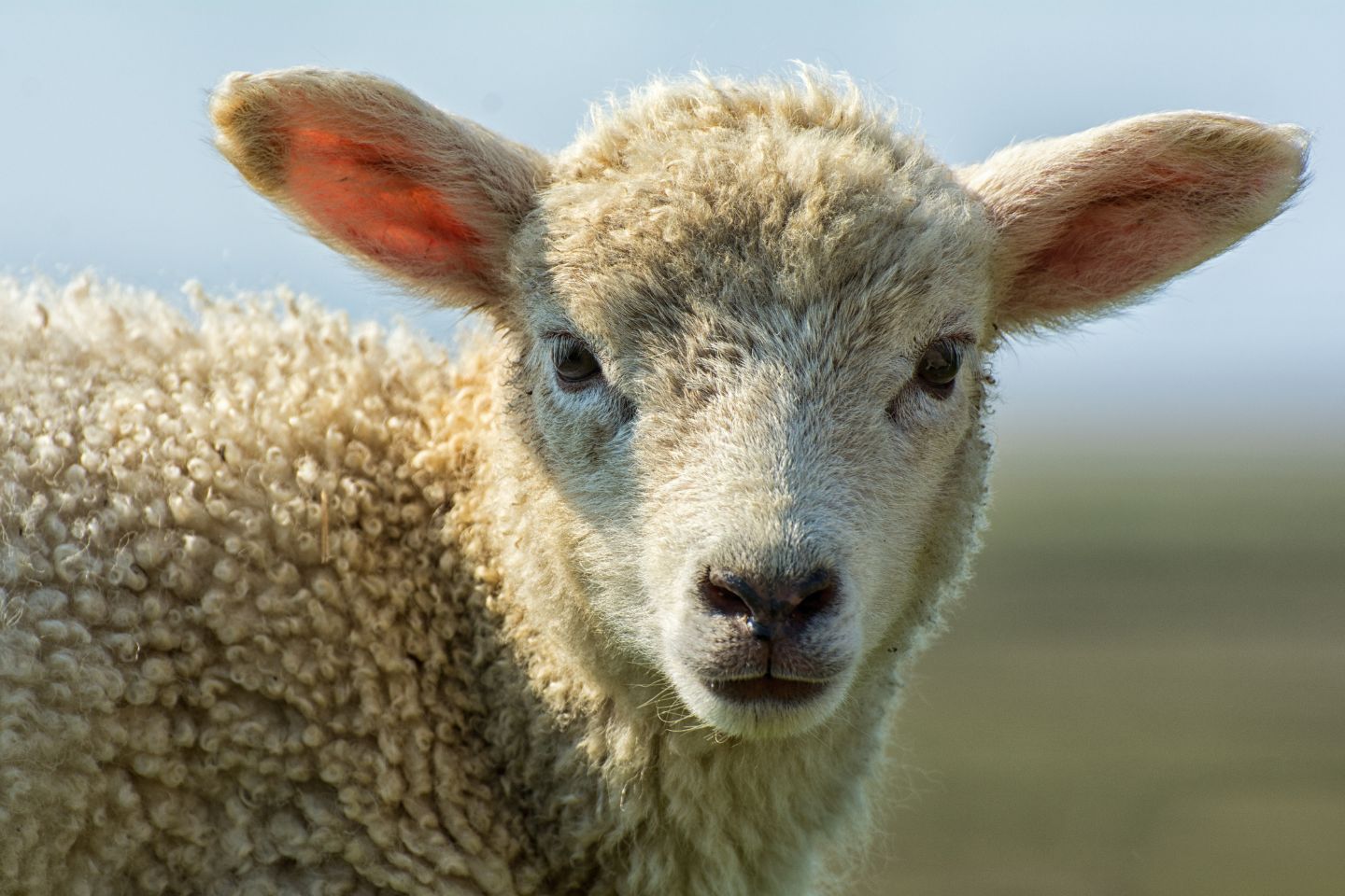 Opinion: The story behind rising red meat costs