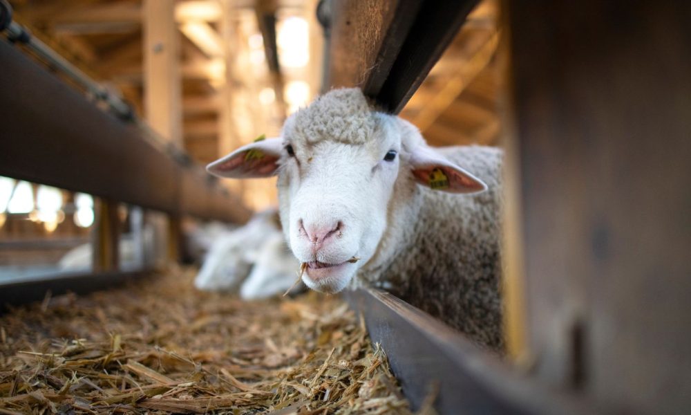 WA sheep industry gets $40m federal funding