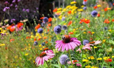 They’re resilient, low-effort and beautiful: how to plant a rubble garden