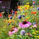 They’re resilient, low-effort and beautiful: how to plant a rubble garden