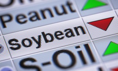 Why is the bullish market not affecting soybean oil prices?
