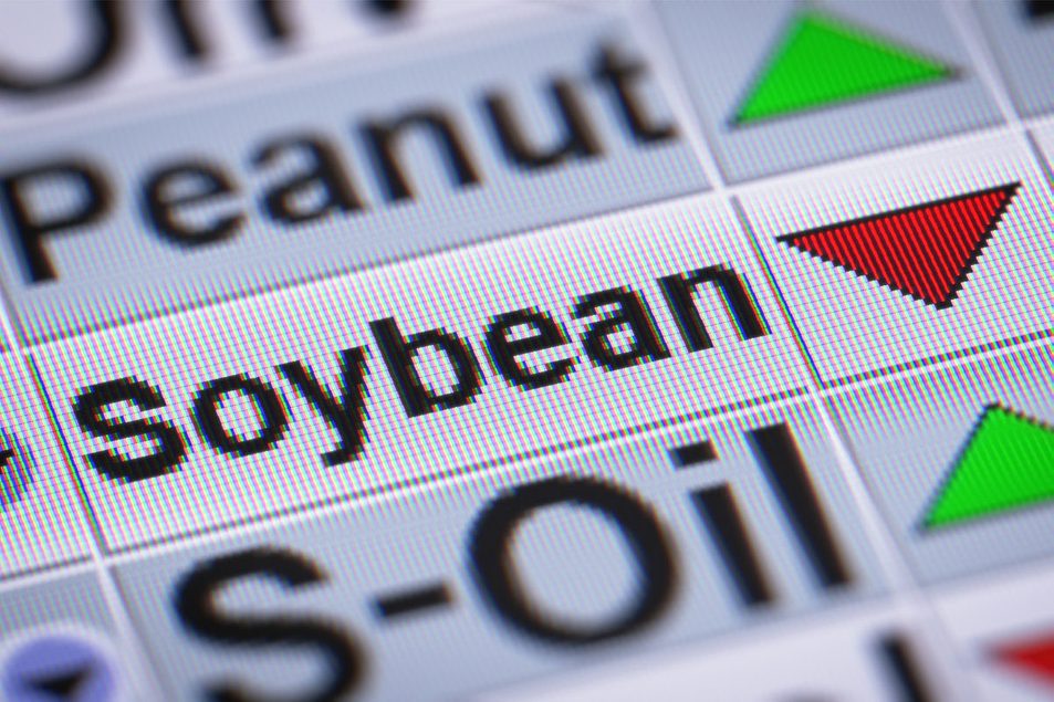 Why is the bullish market not affecting soybean oil prices?
