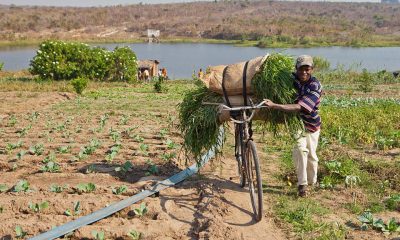 Will Africa's Next Growth Story Start on the Farm?