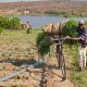 Will Africa's Next Growth Story Start on the Farm?