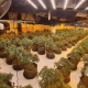 Police discover cannabis grow house hidden in old BHS store