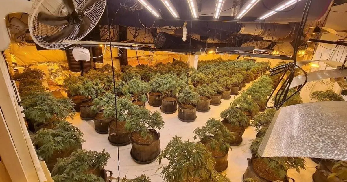 Police discover cannabis grow house hidden in old BHS store