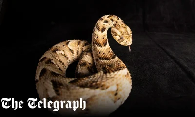 Next-generation antivenom fights India’s deadliest snakes