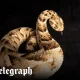 Next-generation antivenom fights India’s deadliest snakes