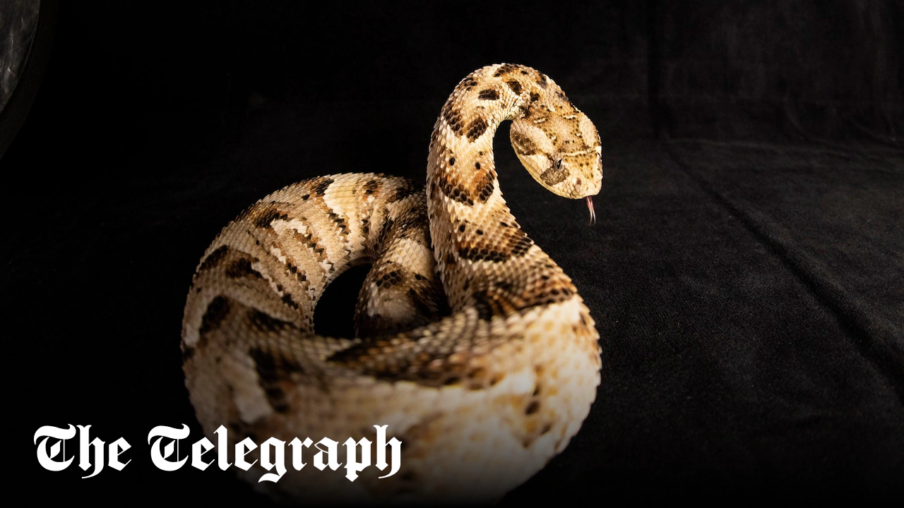 Next-generation antivenom fights India’s deadliest snakes