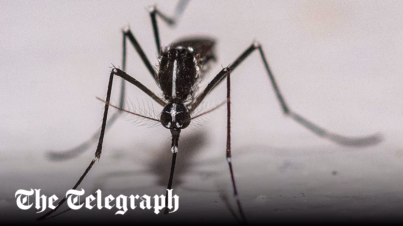 France releases infertile Asian tiger mosquitoes to fight dengue threat
