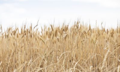 CBH splashes $680,000 on charity from overloaded grain truck profits