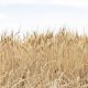 CBH splashes $680,000 on charity from overloaded grain truck profits