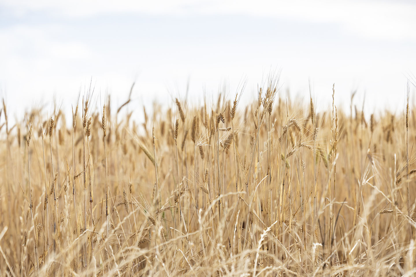 CBH splashes $680,000 on charity from overloaded grain truck profits