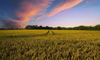 Indian agri warehouse giant is putting $2 billion in grain-backed loans onchain