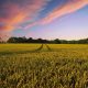 Indian agri warehouse giant is putting $2 billion in grain-backed loans onchain