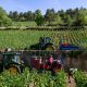 Australia Farming/Cropping