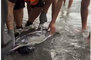 Baby Dolphin Killed By Migrants At Ceuta Beach Sparks Outrage,