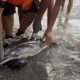 Baby Dolphin Killed By Migrants At Ceuta Beach Sparks Outrage,