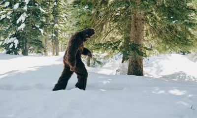 Hard Mountain Dew will pay $1M if you can prove Bigfoot exists